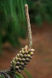 Image: Trevor James © Trevor James 